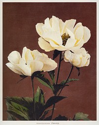 H&aelig;rdaceous Peony, hand&ndash;colored collotype from Some Japanese Flowers (1896) by <a href="https://www.rawpixel.com/search/Kazumasa%20Ogawa?sort=curated&amp;page=1">Kazumasa Ogawa</a>. Original from the J. Paul Getty Museum. Digitally enhanced by rawpixel.