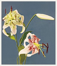 Lilies collotype from Japan. Described and Illustrated by the Japanese (1897) by <a href="https://www.rawpixel.com/search/Kazumasa%20Ogawa?sort=curated&amp;page=1">Kazumasa Ogawa</a>. Original from the J. Paul Getty Museum. Digitally enhanced by rawpixel.