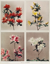 Group of Azaleas, hand&ndash;colored collotype (1896) by <a href="https://www.rawpixel.com/search/Kazumasa%20Ogawa?sort=curated&amp;page=1">Kazumasa Ogawa</a>. Original from the J. Paul Getty Museum. Digitally enhanced by rawpixel.
