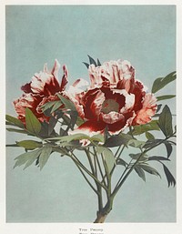 Tree Peony, hand&ndash;colored collotype from Some Japanese Flowers (1896) by <a href="https://www.rawpixel.com/search/Kazumasa%20Ogawa?sort=curated&amp;page=1">Kazumasa Ogawa</a>. Original from the J. Paul Getty Museum. Digitally enhanced by rawpixel.