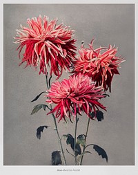 Asa&ndash;dsuma&ndash;bune, hand&ndash;colored collotype from Some Japanese Flowers (1896) by <a href="https://www.rawpixel.com/search/Kazumasa%20Ogawa?sort=curated&amp;page=1">Kazumasa Ogawa</a>. Original from the J. Paul Getty Museum. Digitally enhanced by rawpixel.