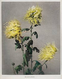Ku&ndash;moi&ndash;sakura, hand&ndash;colored collotype from Some Japanese Flowers (1896) by <a href="https://www.rawpixel.com/search/Kazumasa%20Ogawa?sort=curated&amp;page=1">Kazumasa Ogawa</a>. Original from the J. Paul Getty Museum. Digitally enhanced by rawpixel.