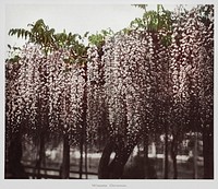 Wistaria Chinensis, hand&ndash;colored collotype from Some Japanese Flowers (1896) by <a href="https://www.rawpixel.com/search/Kazumasa%20Ogawa?sort=curated&amp;page=1">Kazumasa Ogawa</a>. Original from the J. Paul Getty Museum. Digitally enhanced by rawpixel.