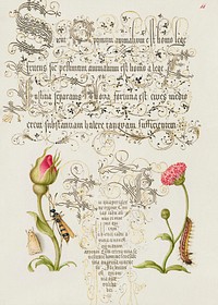 Wainscot, French Rose, Wasplike Insect, English Daisy, and Caterpillar from Mira Calligraphiae Monumenta or The Model Book of Calligraphy (1561&ndash;1596) by Georg Bocskay and Joris Hoefnagel. Original from The Getty. Digitally enhanced by rawpixel.