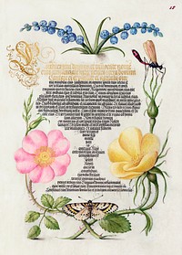 Grape Hyacinth, Wasplike Insect, Eglantine, Austrian Brier, and Magpie Moth from Mira Calligraphiae Monumenta or The Model Book of Calligraphy (1561–1596) by Georg Bocskay and Joris Hoefnagel. Original from The Getty. Digitally enhanced by rawpixel. 