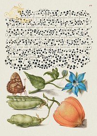 Speckled Wood, Talewort, Garden Pea, and Lantern Plant from Mira Calligraphiae Monumenta or The Model Book of Calligraphy (1561–1596) by Georg Bocskay and Joris Hoefnagel. Original from The Getty. Digitally enhanced by rawpixel.