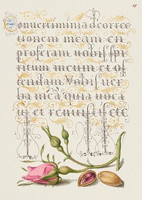 French Rose and Pistachio from Mira Calligraphiae Monumenta or The Model Book of Calligraphy (1561–1596) by Georg Bocskay and Joris Hoefnagel. Original from The Getty. Digitally enhanced by rawpixel.