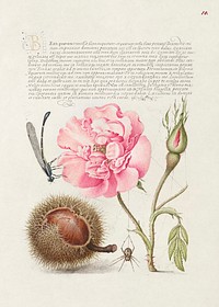 Damselfly, French Rose, Spanish Chestnut, and Spider from Mira Calligraphiae Monumenta or The Model Book of Calligraphy (1561&ndash;1596) by Georg Bocskay and Joris Hoefnagel. Original from The Getty. Digitally enhanced by rawpixel.