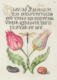 Gesner&#39;s Tulip, Ichneumon Fly, Kidney Bean, and Scarlet Runner Bean from Mira Calligraphiae Monumenta or The Model Book of Calligraphy (1561&ndash;1596) by Georg Bocskay and Joris Hoefnagel. Original from The Getty. Digitally enhanced by rawpixel.