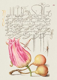 Imaginary Insect, Tulip, Spider, and Common Pear from Mira Calligraphiae Monumenta or The Model Book of Calligraphy (1561&ndash;1596) by Georg Bocskay and Joris Hoefnagel. Original from The Getty. Digitally enhanced by rawpixel. 
