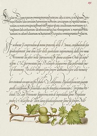 European Currant from Mira Calligraphiae Monumenta or The Model Book of Calligraphy (1561–1596) by Georg Bocskay and Joris Hoefnagel. Original from The Getty. Digitally enhanced by rawpixel. 