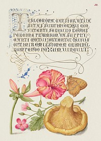 Four o&#39;Clock, Brown Hairstreak, Herb Robert, and Chanterelle from Mira Calligraphiae Monumenta or The Model Book of Calligraphy (1561&ndash;1596) by Georg Bocskay and Joris Hoefnagel. Original from The Getty. Digitally enhanced by rawpixel.