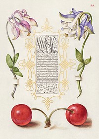 European Columbines and Sweet Cherry from Mira Calligraphiae Monumenta or The Model Book of Calligraphy (1561&ndash;1596) by Georg Bocskay and Joris Hoefnagel. Original from The Getty. Digitally enhanced by rawpixel. 