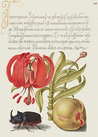 Scarlet Turk&#39;s Cap, Rhinoceros Beetle, and Pomegranate from Mira Calligraphiae Monumenta or The Model Book of Calligraphy (1561&ndash;1596) by Georg Bocskay and Joris Hoefnagel. Original from The Getty. Digitally enhanced by rawpixel. 