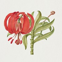 Blooming scarlet Turk's cap psd hand drawn floral illustration