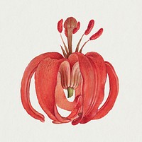 Blooming scarlet Turk&#39;s cap psd hand drawn floral illustration