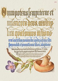 Centipede, Wood Cranesbill, and Mushroom from Mira Calligraphiae Monumenta or The Model Book of Calligraphy (1561–1596) by Georg Bocskay and Joris Hoefnagel. Original from The Getty. Digitally enhanced by rawpixel. 