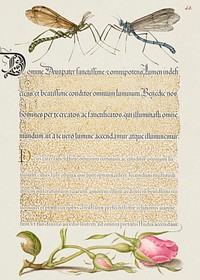 Crested Crane Fly, Insect, and French Rose from Mira Calligraphiae Monumenta or The Model Book of Calligraphy (1561&ndash;1596) by Georg Bocskay and Joris Hoefnagel. Original from The Getty. Digitally enhanced by rawpixel. 