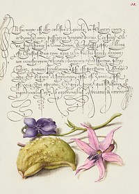 Sweet Violet, Gourd, and Dog Tooth Violet from Mira Calligraphiae Monumenta or The Model Book of Calligraphy (1561&ndash;1596) by Georg Bocskay and Joris Hoefnagel. Original from The Getty. Digitally enhanced by rawpixel.