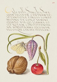 Butterfly, Snakeshead, English Walnut, and Sweet Cherry from Mira Calligraphiae Monumenta or The Model Book of Calligraphy (1561&ndash;1596) by Georg Bocskay and Joris Hoefnagel. Original from The Getty. Digitally enhanced by rawpixel. 