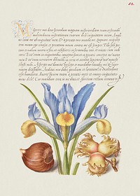 Spanish Chestnut, English Iris, and European Filbert from Mira Calligraphiae Monumenta or The Model Book of Calligraphy (1561–1596) by Georg Bocskay and Joris Hoefnagel. Original from The Getty. Digitally enhanced by rawpixel. 