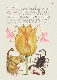 Rocket Larkspurs, Tulip, Scorpion, Millepede, and European Filbert from Mira Calligraphiae Monumenta or The Model Book of Calligraphy (1561&ndash;1596) by Georg Bocskay and Joris Hoefnagel. Original from The Getty. Digitally enhanced by rawpixel. 
