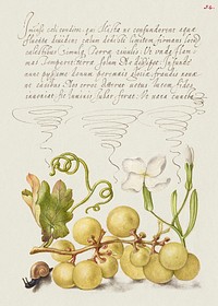 Wine Grape, Gillyflower, and Land Snail from Mira Calligraphiae Monumenta or The Model Book of Calligraphy (1561&ndash;1596) by Georg Bocskay and Joris Hoefnagel. Original from The Getty. Digitally enhanced by rawpixel. 