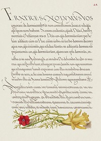 Pheasant&#39;s Eye and Buttercup from Mira Calligraphiae Monumenta or The Model Book of Calligraphy (1561&ndash;1596) by Georg Bocskay and Joris Hoefnagel. Original from The Getty. Digitally enhanced by rawpixel. 