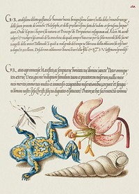 Water Gnat, Martagon Lily, Yellow&ndash;Bellied Toad, and European Screw Shell from Mira Calligraphiae Monumenta or The Model Book of Calligraphy (1561&ndash;1596) by Georg Bocskay and Joris Hoefnagel. Original from The Getty. Digitally enhanced by rawpixel.