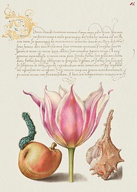 Caterpillar, Pear, Tulip, and Purple Snail from Mira Calligraphiae Monumenta or The Model Book of Calligraphy (1561–1596) by Georg Bocskay and Joris Hoefnagel. Original from The Getty. Digitally enhanced by rawpixel. 