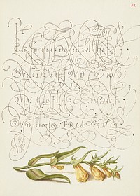 Cow Wheat from Mira Calligraphiae Monumenta or The Model Book of Calligraphy (1561&ndash;1596) by Georg Bocskay and Joris Hoefnagel. Original from The Getty. Digitally enhanced by rawpixel.