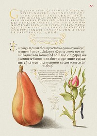 Pear, French Rose, and Caterpillar from Mira Calligraphiae Monumenta or The Model Book of Calligraphy (1561–1596) by Georg Bocskay and Joris Hoefnagel. Original from The Getty. Digitally enhanced by rawpixel. 