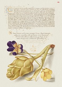 Wild Pansy and Artichoke from Mira Calligraphiae Monumenta or The Model Book of Calligraphy (1561&ndash;1596) by Georg Bocskay and Joris Hoefnagel. Original from The Getty. Digitally enhanced by rawpixel. 