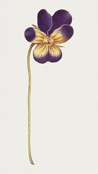 Wild pansy flower hand drawn illustration