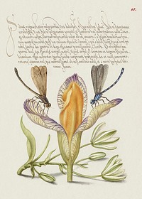 Damselflies, Spanish Iris, and Star-of-Bethlehem from Mira Calligraphiae Monumenta or The Model Book of Calligraphy (1561–1596) by Georg Bocskay and Joris Hoefnagel. Original from The Getty. Digitally enhanced by rawpixel. 