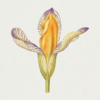 Yellow iris flower psd hand drawn