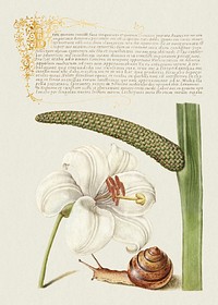 Madonna Lily, Terrestrial Mollusk, and Sweet Flag from Mira Calligraphiae Monumenta or The Model Book of Calligraphy (1561&ndash;1596) by Georg Bocskay and Joris Hoefnagel. Original from The Getty. Digitally enhanced by rawpixel. 