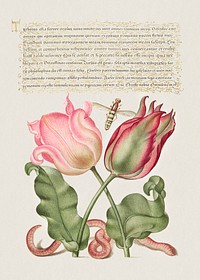 Tulips, Insect, and Worm  from Mira Calligraphiae Monumenta or The Model Book of Calligraphy (1561&ndash;1596) by Georg Bocskay and Joris Hoefnagel. Original from The Getty. Digitally enhanced by rawpixel. 