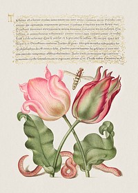 Tulips, Insect, and Worm  from Mira Calligraphiae Monumenta or The Model Book of Calligraphy (1561–1596) by Georg Bocskay and Joris Hoefnagel. Original from The Getty. Digitally enhanced by rawpixel. 