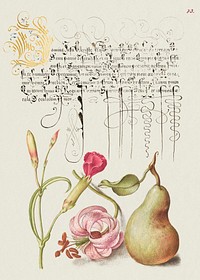 Carnation, Martagon Lily, and Pear from Mira Calligraphiae Monumenta or The Model Book of Calligraphy (1561&ndash;1596) by Georg Bocskay and Joris Hoefnagel. Original from The Getty. Digitally enhanced by rawpixel. 