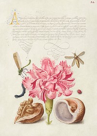 Damselfly, Carnation, Insect, Caterpillar, Ladybird, English Walnut, and Marine Mollusk from Mira Calligraphiae Monumenta or The Model Book of Calligraphy (1561&ndash;1596) by Georg Bocskay and Joris Hoefnagel. Original from The Getty. Digitally enhanced by rawpixel. 