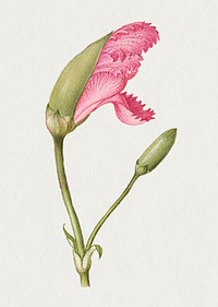 Blooming pink flower sweet William hand drawn illustration