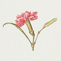Carnation psd spring flower botanical vintage illustration
