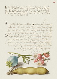 Opium Poppy, Bladder Campion, and Broad Bean from Mira Calligraphiae Monumenta or The Model Book of Calligraphy (1561–1596) by Georg Bocskay and Joris Hoefnagel. Original from The Getty. Digitally enhanced by rawpixel. 