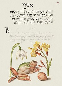 Spring Snowflake, Tree Frog, Wallflower, and Marine Mollusk from Mira Calligraphiae Monumenta or The Model Book of Calligraphy (1561&ndash;1596) by Georg Bocskay and Joris Hoefnagel. Original from The Getty. Digitally enhanced by rawpixel. 