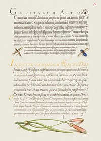 Insects and Carnation  from Mira Calligraphiae Monumenta or The Model Book of Calligraphy (1561&ndash;1596) by Georg Bocskay and Joris Hoefnagel. Original from The Getty. Digitally enhanced by rawpixel. 