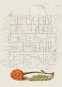 French Marigold from Mira Calligraphiae Monumenta or The Model Book of Calligraphy (1561&ndash;1596) by Georg Bocskay and Joris Hoefnagel. Original from The Getty. Digitally enhanced by rawpixel. 