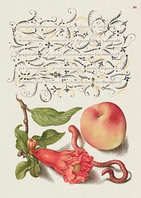 Pomegranate, Worm, and Peach from Mira Calligraphiae Monumenta or The Model Book of Calligraphy (1561&ndash;1596) by Georg Bocskay and Joris Hoefnagel. Original from The Getty. Digitally enhanced by rawpixel. 