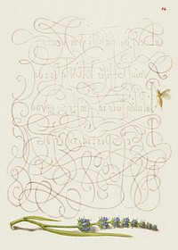 Insect and Hyssop from Mira Calligraphiae Monumenta or The Model Book of Calligraphy (1561&ndash;1596) by Georg Bocskay and Joris Hoefnagel. Original from The Getty. Digitally enhanced by rawpixel. 