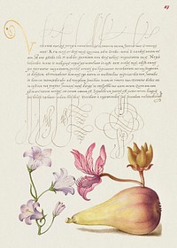 Rampion, Dittany, and Pear from Mira Calligraphiae Monumenta or The Model Book of Calligraphy (1561&ndash;1596) by Georg Bocskay and Joris Hoefnagel. Original from The Getty. Digitally enhanced by rawpixel. 